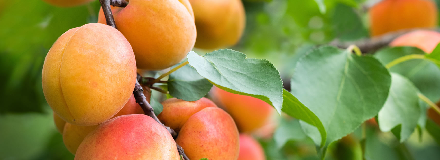 stonefruitbreeding