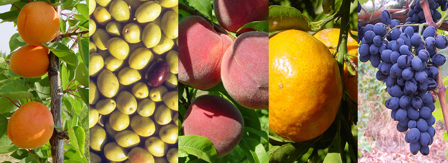stonefruitbreeding