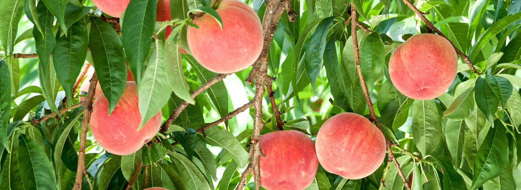 stonefruitbreeding