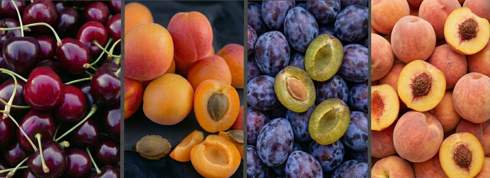 stonefruitbreeding
